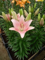 [4074 Lexington VH No01.JPG]